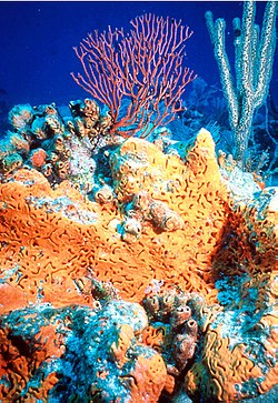 Non-bilaterian animals include sponges (centre) and corals (background).