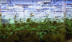 Thermal lights at a greenhouse in Närpes, Finland