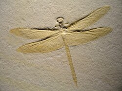 Mesurupetala, Late Jurassic (Tithonian), Solnhofen limestone (Germany)