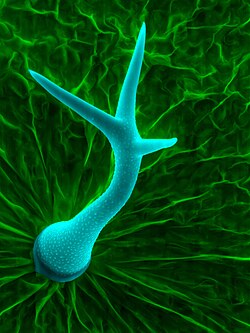 Scanning electron micrograph of a trichome, a leaf hair of A. thaliana, a unique structure made of a single cell