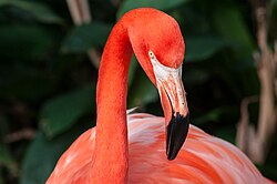 Close-up of head at São Paulo Zoo, Brazil