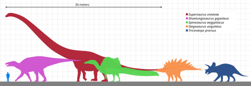 Scale diagram comparing the average human to the longest known dinosaurs in five major clades: