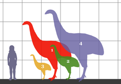 A size comparison between a human and 4 moa species: 1. Dinornis novaezealandiae 2. Emeus crassus 3. Anomalopteryx didiformis 4. Dinornis robustus