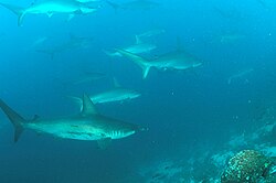 School of scalloped hammerheads off Wolf Island