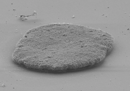 A placozoan is a small, flattened animal, typically about one mm across and about 25 μm thick. Like the amoebae they superficially resemble, they continually change their external shape. In addition, spherical phases occasionally form which may facilitate movement. Trichoplax adhaerens lacks tissues and organs. There is no manifest body symmetry, so it is not possible to distinguish anterior from posterior or left from right. It is made up of a few thousand cells of six types in three distinct layers.[50]