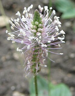 Plantago media, pollinated by wind or insects