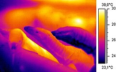 Thermographic image of monitor lizards