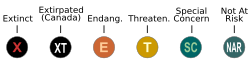 All status categories identified by COSEWIC. Under SARA, species or DUs can be listed as XT, E, T, or SC.