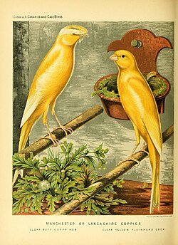 Lancashire coppy and plainhead, depicted in an 1878 illustration
