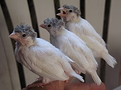 Young canaries