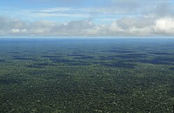 Aerial view of the Amazon rainforest, near Manaus
