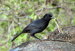 Laniarius funebris, the slate-colored boubou, mates in monogamous pairs. It has been suggested that songs of this species are triggered more by behavioral cues than by hormone levels.