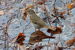 The hermit thrush, the state bird of Vermont