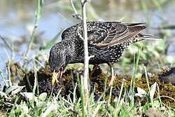 A common starling (S. v. porphyronotus, in Kazakhstan) using the protractor muscles in its jaw to force apart a cowpat to search for insect larvae