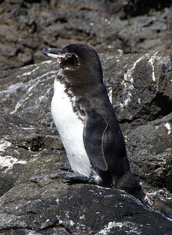 Galápagos penguin on Bartolomé Island