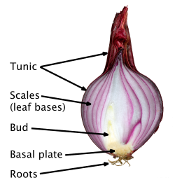 Longitudinal section through bulb