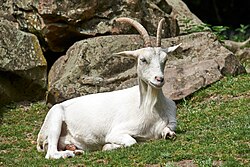 The goat is a terrestrial animal.