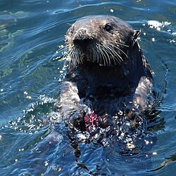 Sea otter, a classic keystone species which controls sea urchin numbers
