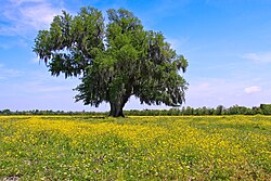 A field of yellow wildflowers in St. Bernard Parish