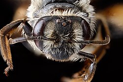 Face of Andrena crataegi with foveae visible (shortest hairs near eyes)