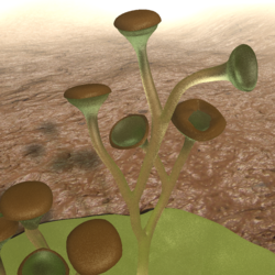 Reconstruction of Cooksonia, a vascular plant from the Silurian