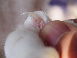 Cat's claw