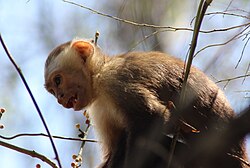 monkey living in the national park