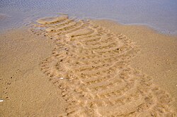 Feeding traces from a Chilean flamingo