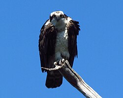 Osprey