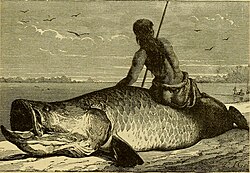 Old drawing (from 1879) of Arapaima fishing at the Amazon River. The arapaima has been on Earth for at least 23 million years.[49]