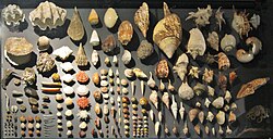 Diversity and variability of shells of molluscs on display