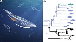 Life restoration of Nuucichthys in a nektonic environment, and its classification.