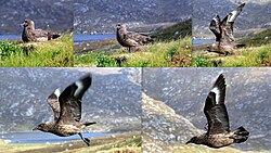 Great skua leaving the nest
