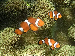 Clownfish are initially male; the largest fish in a group becomes a female.