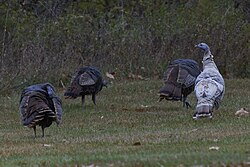 Smoke-morph wild turkey (right), a relatively rare color morph almost exclusively manifested in females.[68]