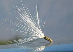 Cypsela of Cynara