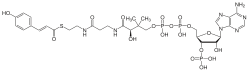4-Coumaroyl-CoA is the biosynthetic precursor to chlorogenic acid.