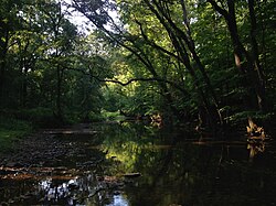 View up the Stony Brook from within the Stony Brook–Millstone Watershed Association's nature reserve in Hopewell Township