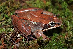Although frogs are most diverse in warm regions, a few species like the wood frog live at the Arctic Circle.