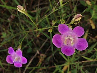 The North American wildflower genus Agalinis was published in 1837, but for a long time, it was included in the ambiguously named genus Gerardia. In 1961, the problem with the name Gerardia was resolved, and Agalinis came into common use. However, three relatively unknown names for the genus had been published earlier: Virgularia Ruiz & Pav. in 1794, Chytra C.F.Gaertn. in 1807, and Tomanthera Raf. in 1837, of which Virgularia would have priority.[7] These three names have since been rejected in favour of Agalinis.[8]