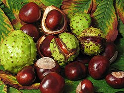 A selection of fresh conkers