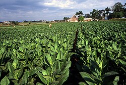 Tobacco plantation, Pinar del Río, Cuba