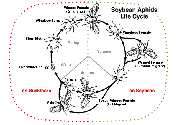 Soybean aphid alternates between hosts and between asexual and sexual reproduction.[52]