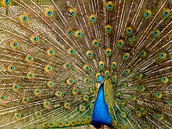 Birds are the best-known feathered dinosaurs