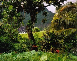 The rainforest in Amazon, in the Marquesas Islands, is an example of an undisturbed natural resource. The forest provides timber for humans, food, water and shelter for the flora and fauna tribes and animals. The nutrient cycle between organisms forms food chains and fosters a biodiversity of species.