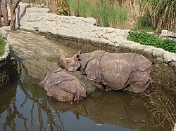 Indian rhinoceroses enjoy bathing at Zoo Basel