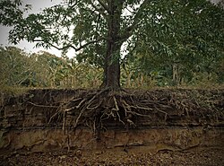Cross section of a mango tree