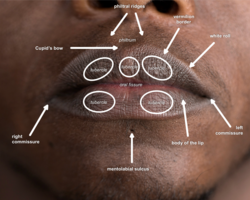 Surface anatomy of an adult human's lips.