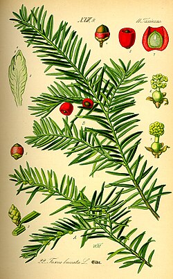 Traditionally, Frasers wear small branches of Iubhar (Gaelic), or Yew, in their caps.