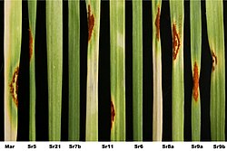 Different strains have been infected with the stem rust fungus. The strains bred to be resistant have their leaves unaffected or relatively unaffected by the fungus.